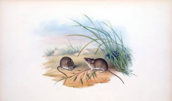 Ilustracja Myszy Ssaki Australii Londyn 1863 — Zdjęcie stockowe