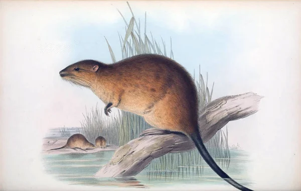 Illustration Einer Maus Die Säugetiere Australiens London 1863 — Stockfoto