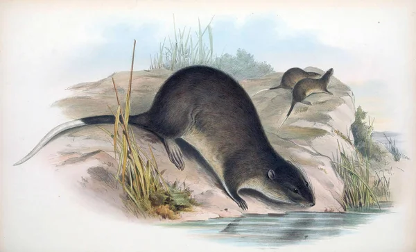 마우스의 그림입니다 호주의 포유동물입니다 1863 — 스톡 사진
