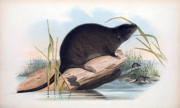 Ilustración Ratón Los Mamíferos Australia Londres 1863 — Foto de Stock