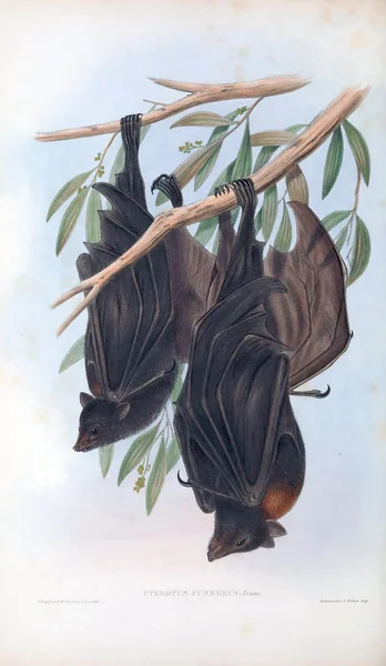 Illustration Bat Däggdjuren Australien London 1863 — Stockfoto