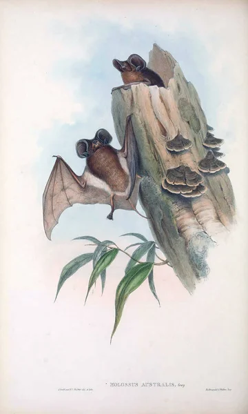 Illustration Bat Däggdjuren Australien London 1863 — Stockfoto