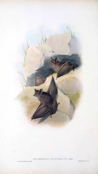 Bat Illusztrációja Emlősök Ausztrália London 1863 — Stock Fotó