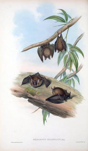 Ілюстрація Летюча Миша Ссавці Австралії Лондон 1863 — стокове фото