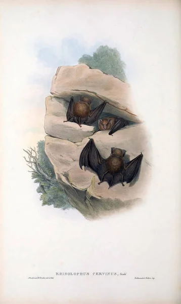 Illustration Bat Däggdjuren Australien London 1863 — Stockfoto