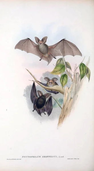 Illustration Der Fledermaus Die Säugetiere Australiens London 1863 — Stockfoto