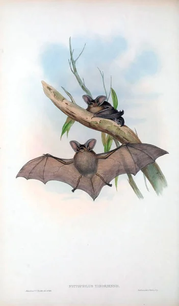 Ілюстрація Летюча Миша Ссавці Австралії Лондон 1863 — стокове фото