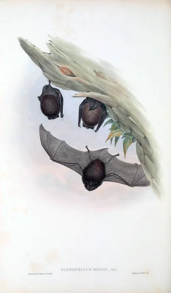 Ilustração Morcego Mamíferos Austrália Londres 1863 — Fotografia de Stock
