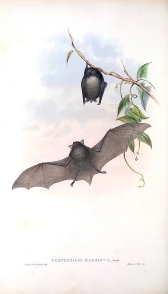 Иллюстрация Летучей Мыши Млекопитающие Австралии Лондон 1863 — стоковое фото