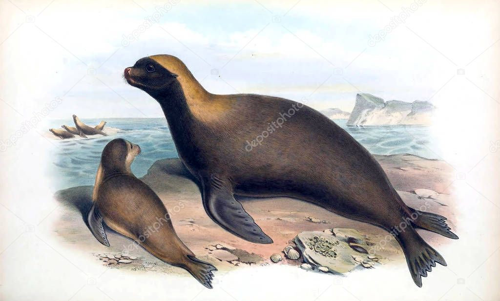 Old Illustration of seals. The mammals of Australia. London 1863 