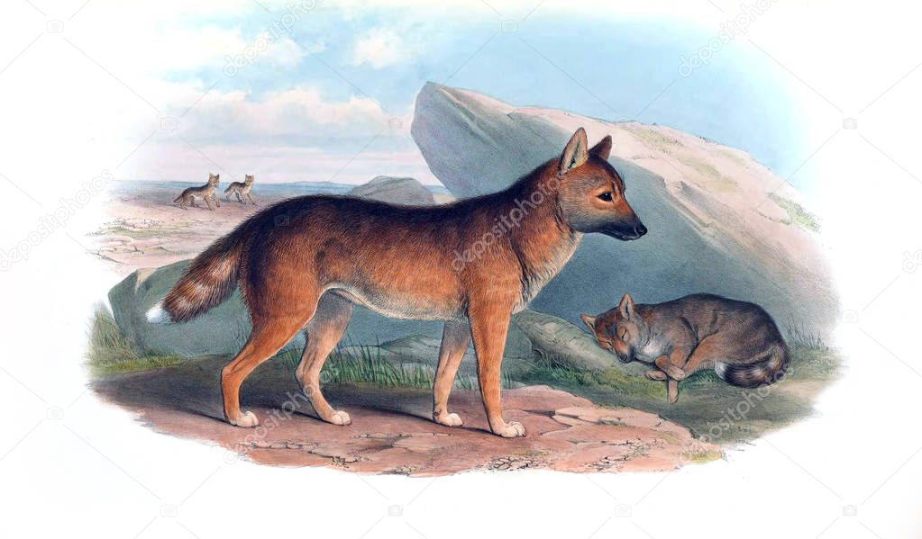 The mammals of Australia. London 1863