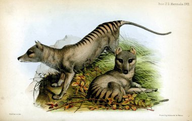 Thylacine. Londra 1850 zooloji toplumun işlemleri