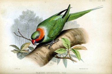 Papağan beyaz bir arka plan üzerinde çizimler. Londra 1850 zooloji toplumun işlemleri