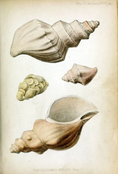 Processo Conchas Sociedade Zoológica Londres 1848 — Fotografia de Stock