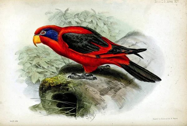 Die Abbildungen Von Papageien Auf Weißem Hintergrund Verfahren Der Zoologischen — Stockfoto