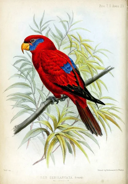 Las Ilustraciones Loros Sobre Fondo Blanco Proceedings Zoological Society London — Foto de Stock