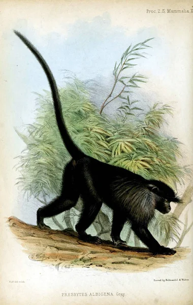 Ilustración Primates Proceedings Zoological Society London 1850 —  Fotos de Stock