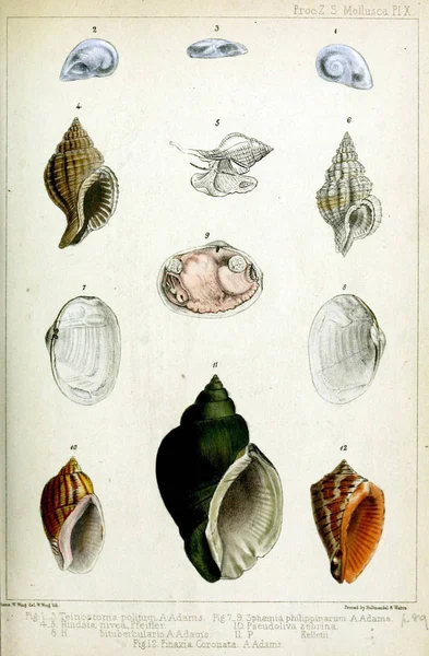 Mořské Mušle Řízení Zoologické Společnosti Londýn 1848 — Stock fotografie