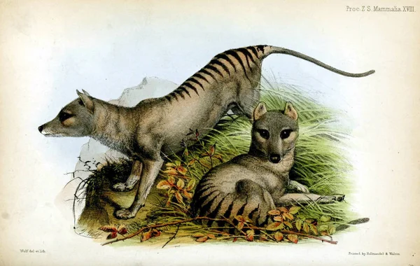 Thylacine Londra 1850 Zooloji Toplumun Işlemleri — Stok fotoğraf