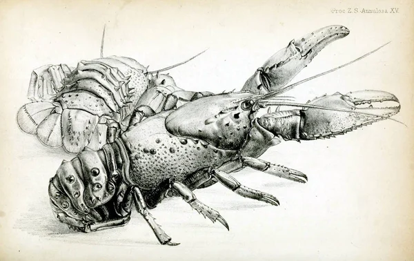 Homard Proceedings Zoological Society London 1850 — Photo