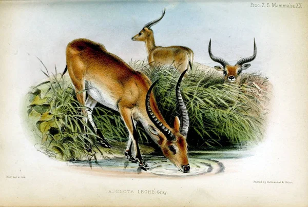 Antigua Ilustración Animales Proceedings Zoological Society London 1850 — Foto de Stock