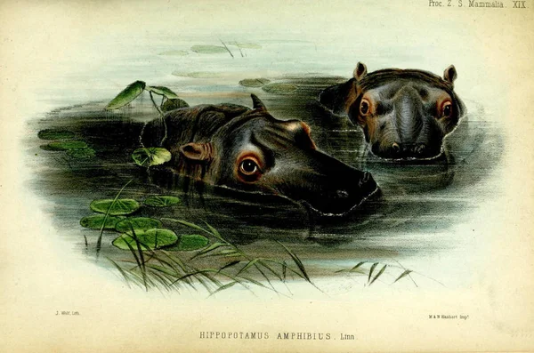 Ilustración Hipopótamo Proceedings Zoological Society London 1850 — Foto de Stock