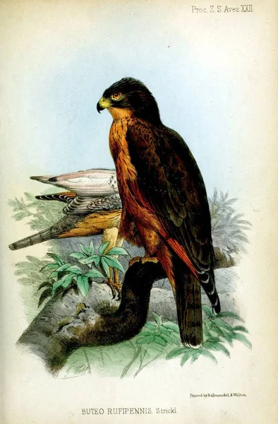 Ілюстрація Птахів Провадження Зоологічного Товариства Лондона 1850 — стокове фото