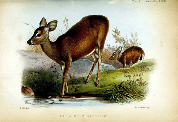 Ilustracja Jelenia Postępowaniu Stowarzyszenia Zoological Society London 1850 — Zdjęcie stockowe