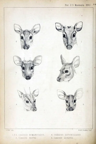 Ilustracja Jelenia Postępowaniu Stowarzyszenia Zoological Society London 1850 — Zdjęcie stockowe
