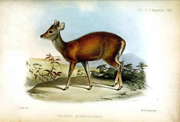 Ilustracja Jelenia Postępowaniu Stowarzyszenia Zoological Society London 1850 — Zdjęcie stockowe