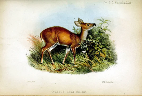 Ілюстрація Оленя Провадження Зоологічного Товариства Лондона 1850 — стокове фото