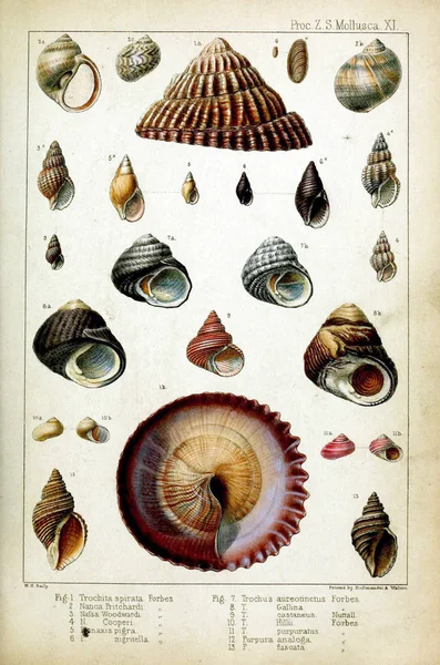 Muszle Postępowania Stowarzyszenia Zoological Society London 1848 — Zdjęcie stockowe