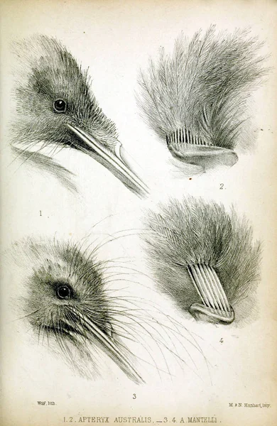 Ilustracja Głową Ptaka Postępowaniu Stowarzyszenia Zoological Society London 1850 — Zdjęcie stockowe