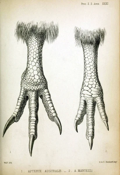 Pájaro Pata Proceedings Zoological Society London 1850 — Foto de Stock