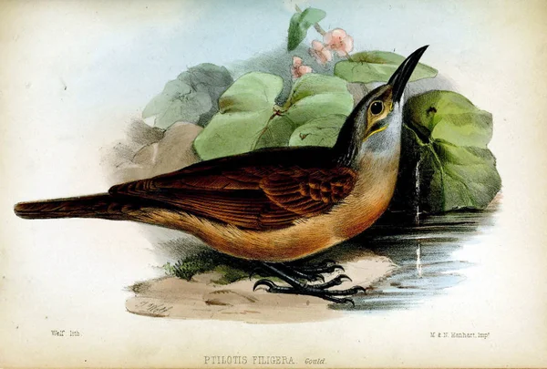 Труды Зоологического Общества Лондона 1850 — стоковое фото