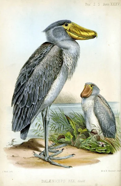 Shoebill Провадження Зоологічного Товариства Лондона 1850 — стокове фото