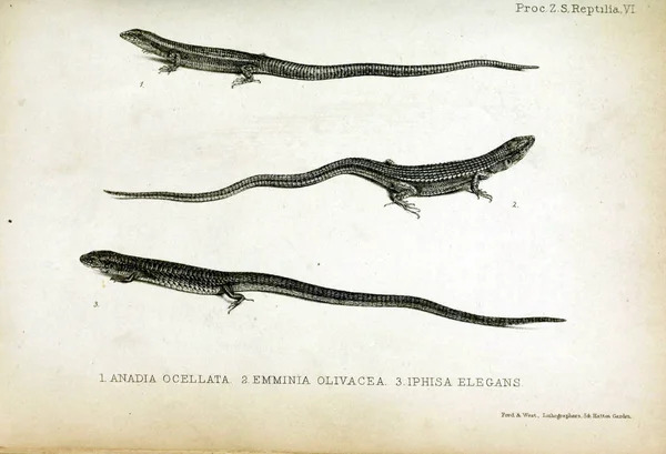 Illustrasjon Øgle Bevisene Fra Zoological Society London 1850 – stockfoto