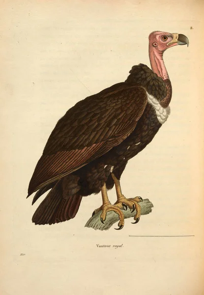 Ilustração Sequestrador Aves Nouveau Recueil Planches Coloriees Oiseaux 1850 — Fotografia de Stock