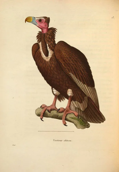 Иллюстрация Птичьего Падальщика Nouveau Recueil Planches Coloriees Oiseaux 1850 — стоковое фото