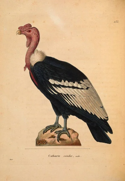 Illustration Fågelasätare Nouveau Recueil Planches Coloriees Oiseaux 1850 — Stockfoto