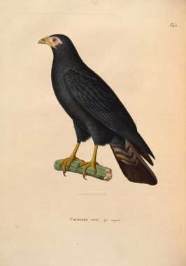 Caracara. Yeni ahşap recueil de planches coloriees d 'oiseaux 1850