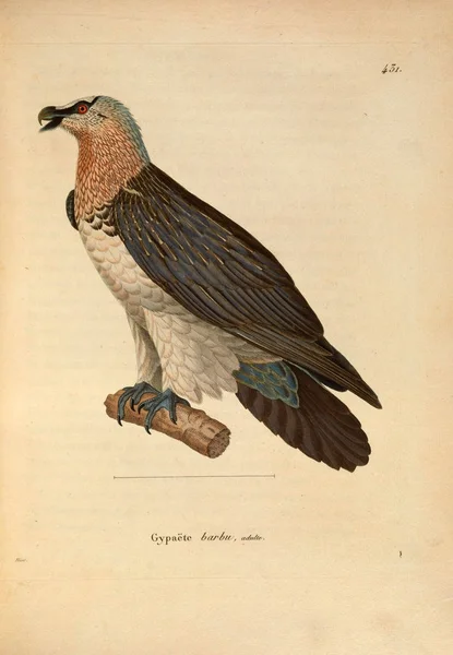 Каракара Nouveau Recueil Planches Coloriees Oiseaux 1850 — стоковое фото