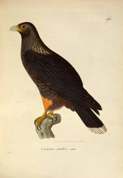 Een Caracara Nouveau Recueil Planches Coloriees Oiseaux 1850 — Stockfoto