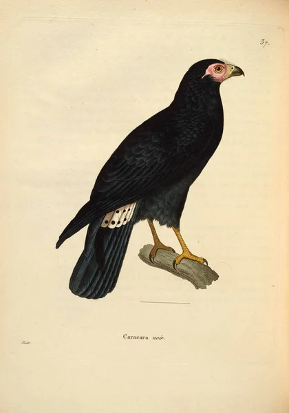 Caracara Nouveau Recthe Planches Coloriees Oiseaux 1850 — Stock fotografie