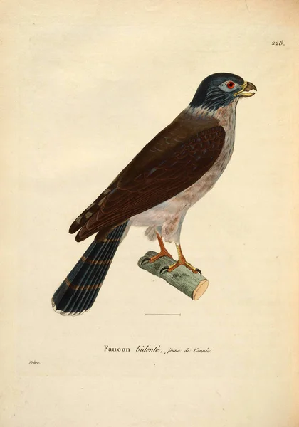 Şahin Kuşu Yeni Ahşap Recueil Planches Coloriees Oiseaux 1850 — Stok fotoğraf