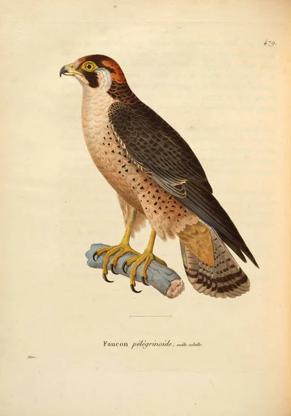 Птица Сокол Nouveau Recueil Planches Coloriees Oiseaux 1850 — стоковое фото