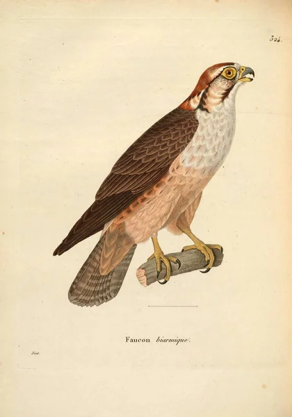 Sokolny Ptak Secesyjny Recueil Planches Coloriees Oiseaux 1850 — Zdjęcie stockowe