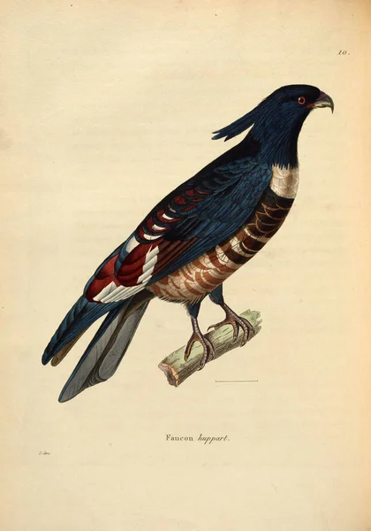 Sólyommadár Nouveau Recueil Planches Coloriees Oiseaux 1850 Ben — Stock Fotó