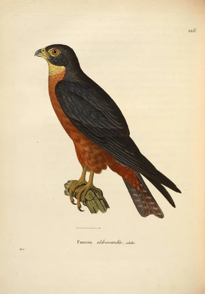 Птица Сокол Nouveau Recueil Planches Coloriees Oiseaux 1850 — стоковое фото