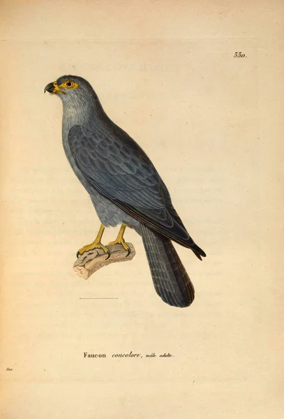 Valk Vogel Nouveau Recueil Planches Coloriees Oiseaux 1850 — Stockfoto